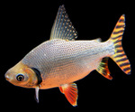 Semaprochilodus taeniurus, Silver prochilodus