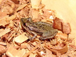 Scinax cuspidatus