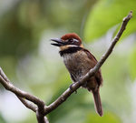 chestnut-capped puffbird (Bucco macrodactylus)