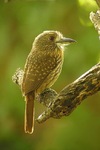 white-whiskered puffbird (Malacoptila panamensis)