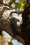 white-necked puffbird (Notharchus hyperrhynchus)