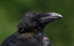 jungle crow, large-billed crow (Corvus macrorhynchos)