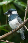 black-breasted puffbird (Notharchus pectoralis)