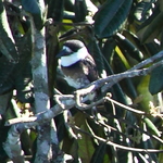 brown-banded puffbird (Notharchus ordii)