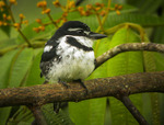 pied puffbird (Notharchus tectus)