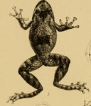 Scinax acuminatus (Mato Grosso snouted treefrog)