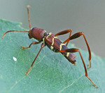 Neoclytus acuminatus (red-headed ash borer)