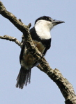 buff-bellied puffbird (Notharchus swainsoni)