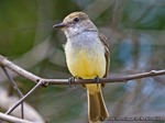 Swainson's flycatcher (Myiarchus swainsoni)