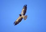 Swainson's hawk (Buteo swainsoni)