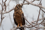 Galápagos short-eared Owl, Galapagos short-eared Owl (Asio flammeus galapagoensis)