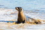 Galápagos sea lion (Zalophus wollebaeki)