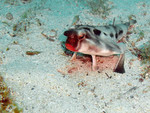 Ogcocephalus darwini (Galápagos batfish, red-lipped batfish)