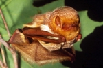 eastern red bat (Lasiurus borealis)