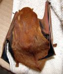 western red bat, desert red bat (Lasiurus blossevillii)