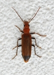 Narcerdes melanura (wharf borer)