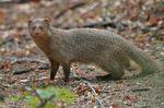 Indian grey mongoose, common grey mongoose (Herpestes edwardsii)