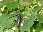 great capricorn beetle (Cerambyx cerdo)