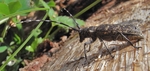 Monochamus sutor (small white-marmorated longicorn)