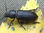 Spondylis buprestoides (black longicorn beetle)