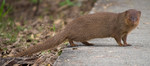 small Asian mongoose (Herpestes javanicus)