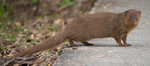 small Asian mongoose (Herpestes javanicus)