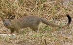slender mongoose,black-tailed mongoose (Galerella sanguinea)