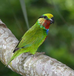 Edwards's fig parrot, scarlet-cheeked fig parrot (Psittaculirostris edwardsii)