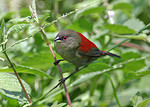 Abyssinian crimsonwing, crimson-backed forest finch (Cryptospiza salvadorii)