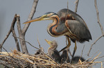 purple heron (Ardea purpurea)