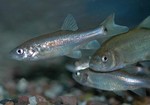 Yaqui chub (Gila purpurea)