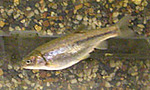 arroyo chub (Gila orcuttii)