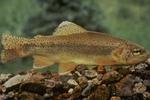 Apache trout (Oncorhynchus apache)