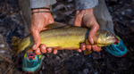 Gila trout (Oncorhynchus gilae)