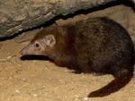 common kusimanse, long-nosed kusimanse (Crossarchus obscurus)