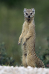 yellow mongoose, red meerkat (Cynictis penicillata)