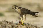 Barbary falcon (Falco pelegrinoides)