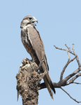 laggar falcon (Falco jugger)