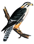 aplomado falcon (Falco femoralis)