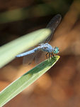 blue dasher (Pachydiplax longipennis)