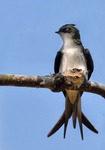 grey-rumped treeswift (Hemiprocne longipennis)