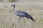 Stanley crane, paradise crane, blue crane (Grus paradisea)