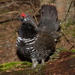 Canada grouse, spruce grouse (Falcipennis canadensis)