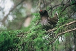 Siberian grouse (Falcipennis falcipennis)