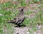 dusky grouse (Dendragapus obscurus)