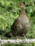 sooty grouse (Dendragapus fuliginosus)