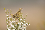 striated fieldwren (Calamanthus fuliginosus)