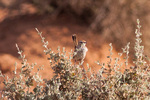 rufous fieldwren (Calamanthus campestris)