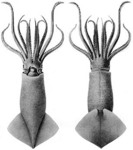 Onykia ingens (greater hooked squid)