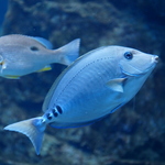 Prionurus scalprum (scalpel sawtail)